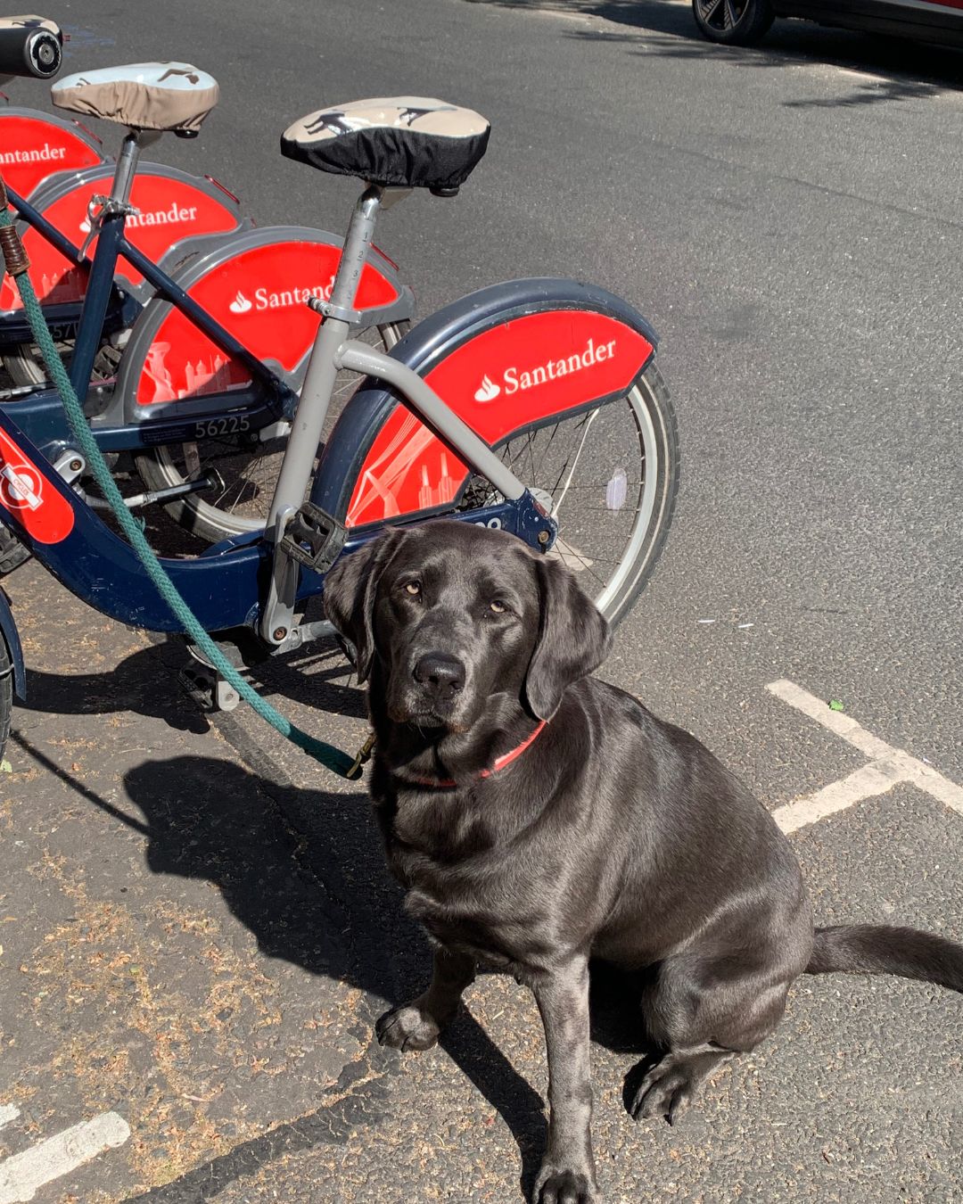 Brown Labrador Waterproof Saddle Cover - Pale Blue