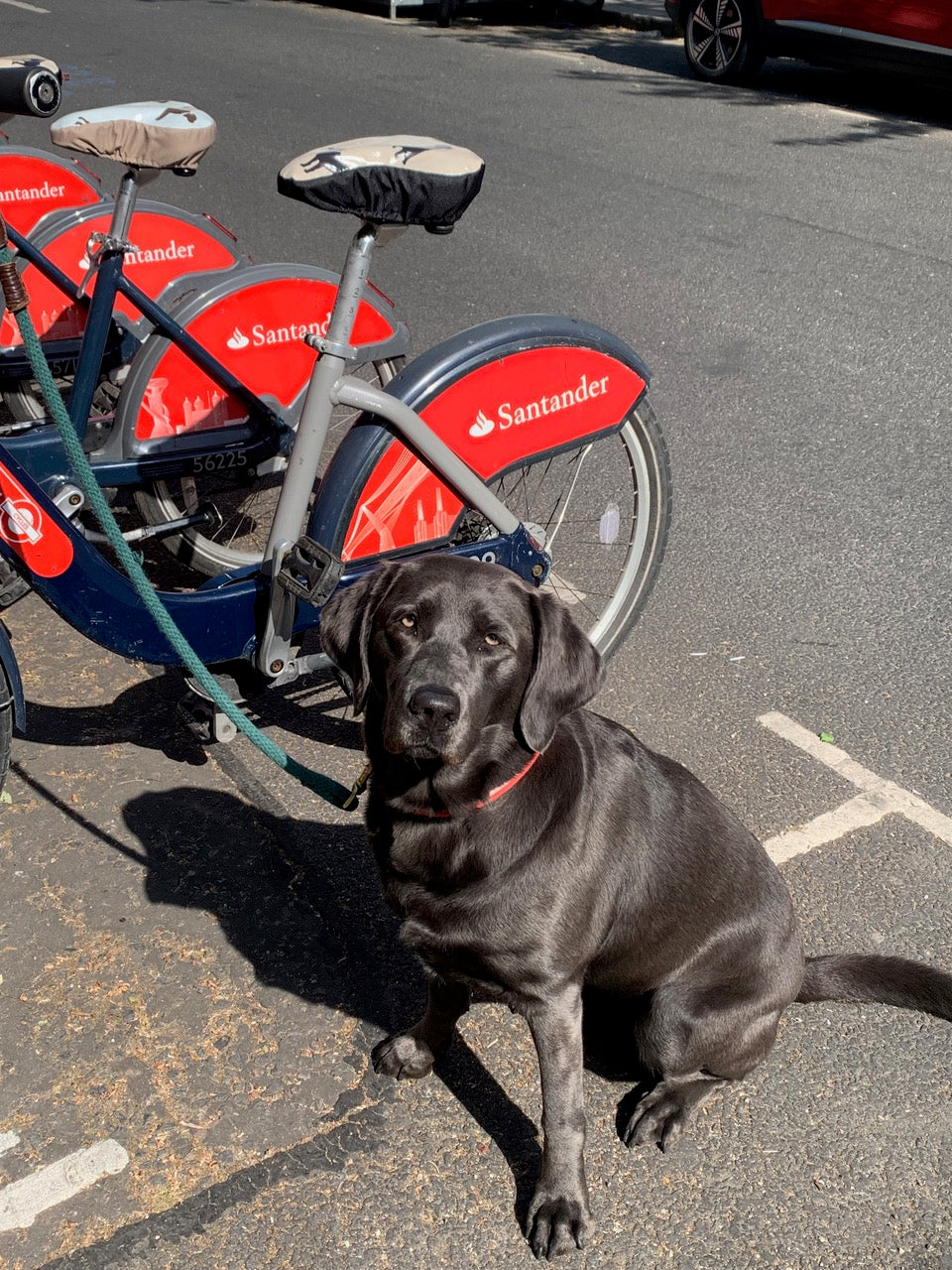 Black Labrador Waterproof Bike Seat Cover Slim - Beige